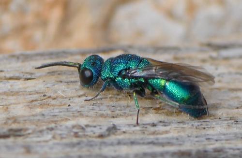 Trichrysis cyanea
